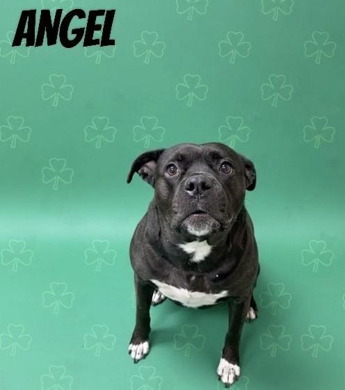 Angel - Reduced adoption fee (cost of a license), Adoptable, Adult Female American Bulldog.