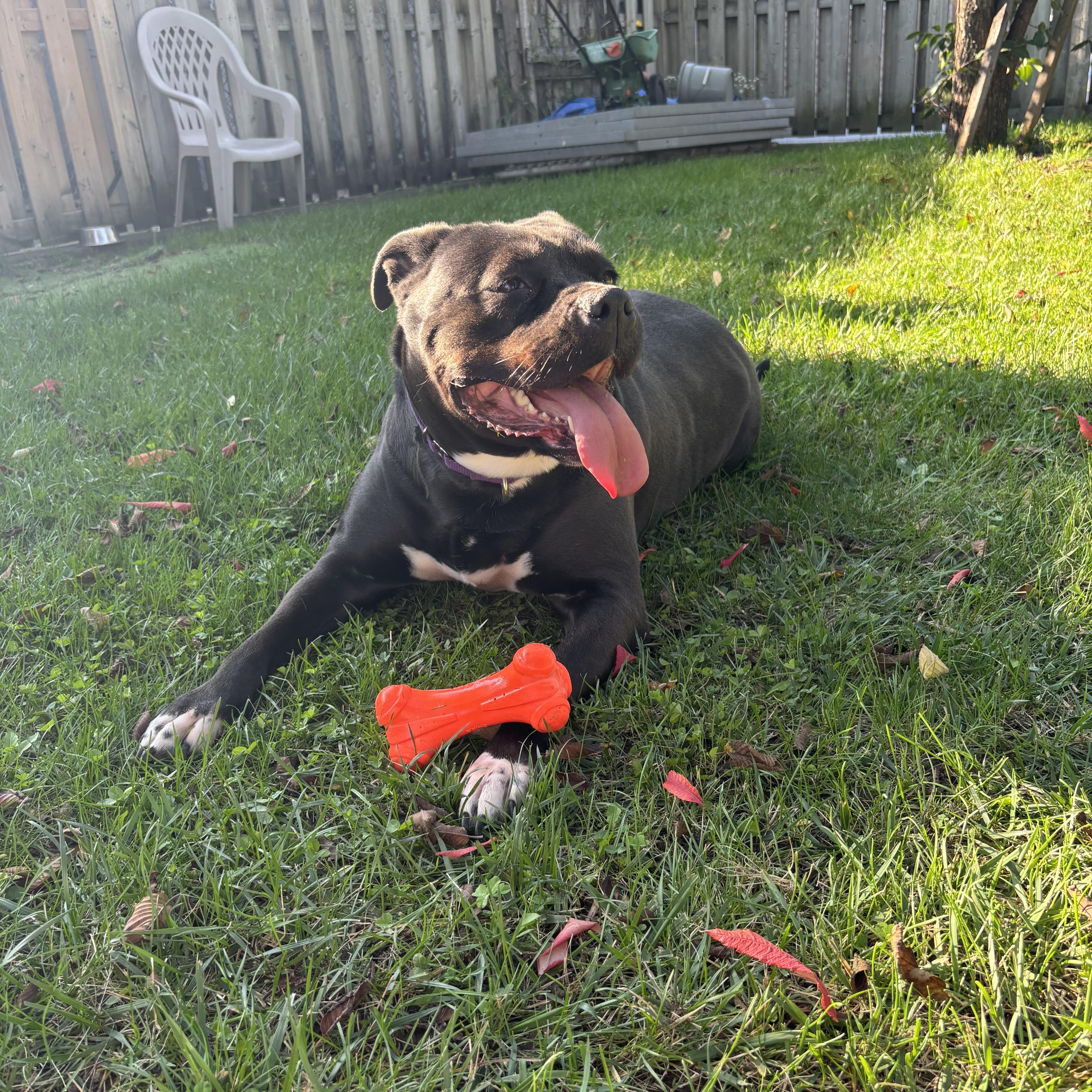 Angel, a Adoptable mixed breed in Mississauga, ON image 6/6