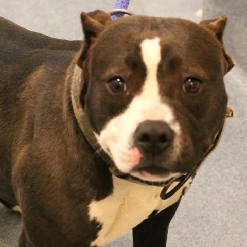 Enlarge 26-00235 IDAHO, a ADOPTABLE Pit Bull Terrier in Fredericksburg, VA image 1/1