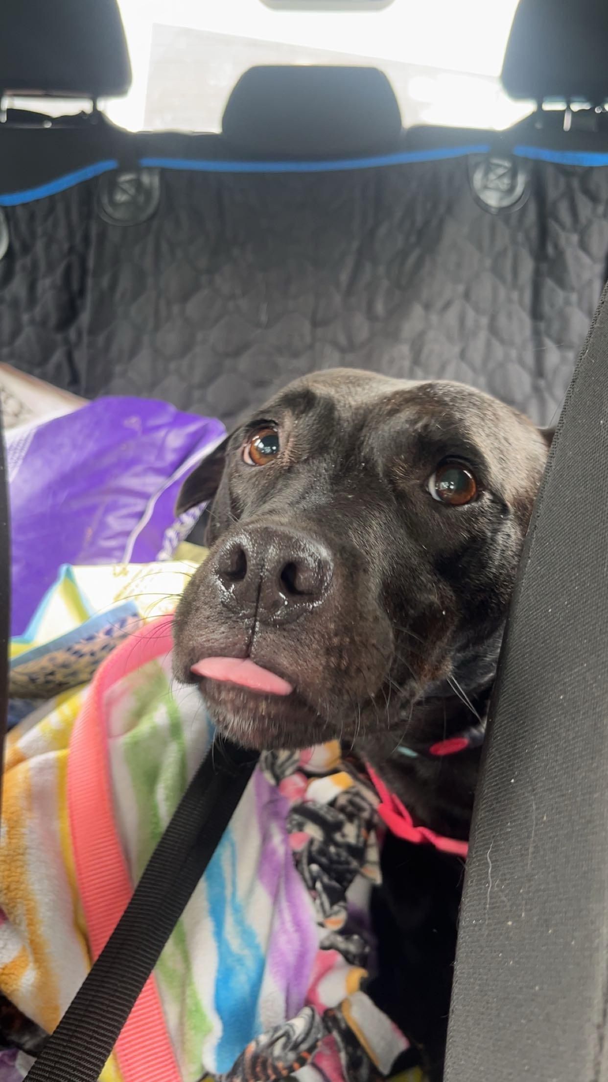 Enlarge Georgie girl, a ADOPTABLE mixed breed in Chattanooga, TN image 6/6