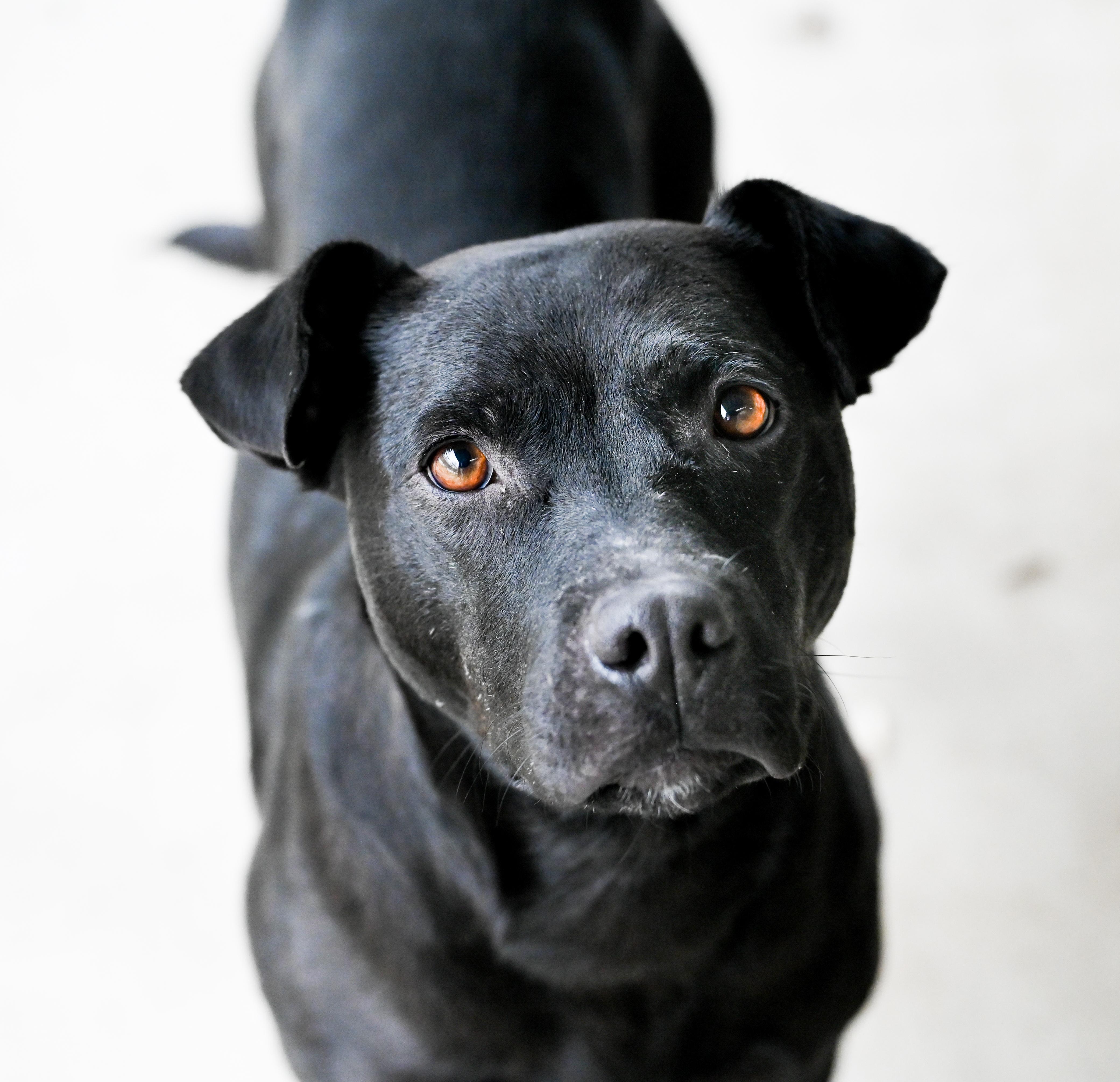 Enlarge Georgie girl, a ADOPTABLE mixed breed in Chattanooga, TN image 2/5