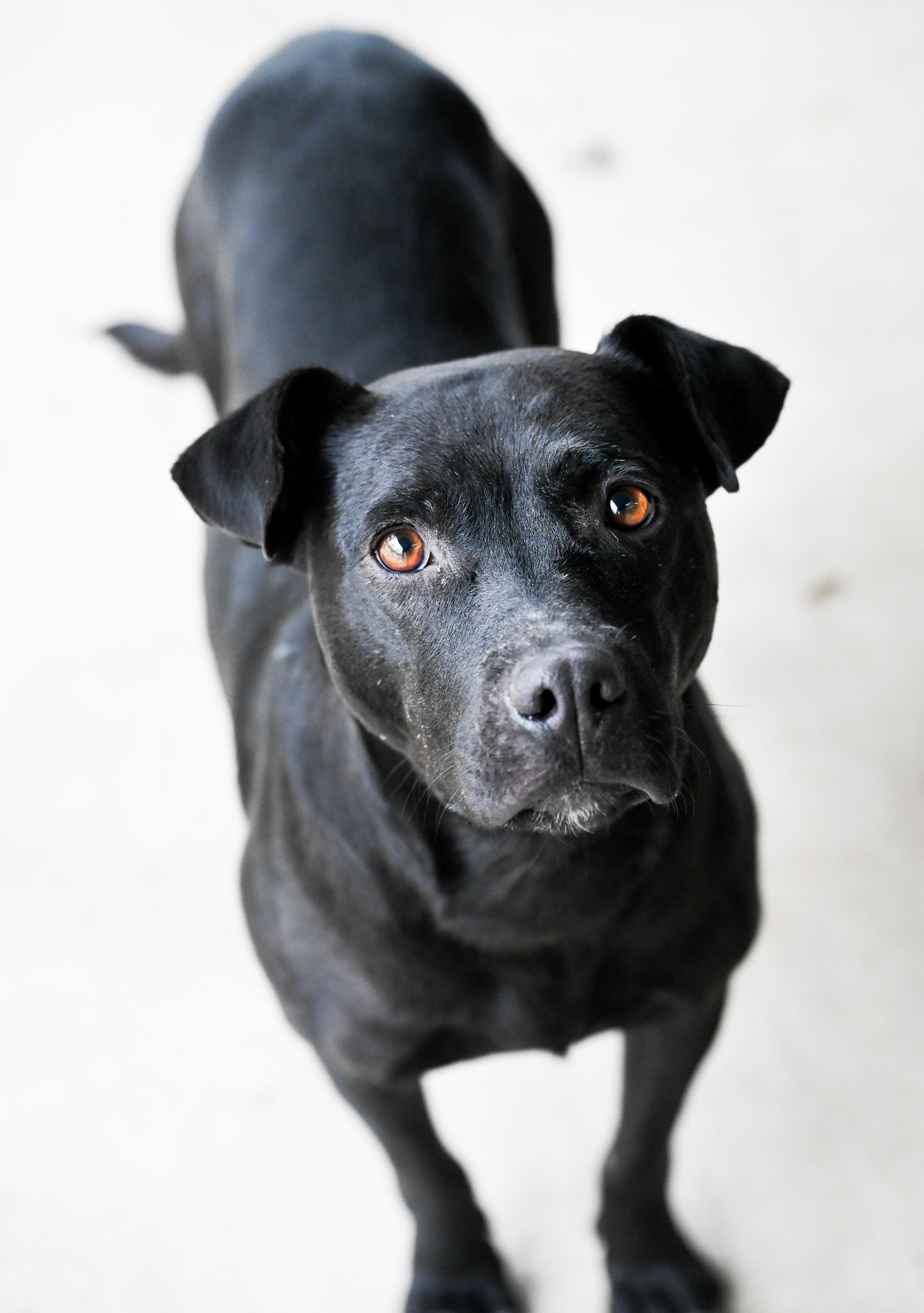 Enlarge Georgie girl, a ADOPTABLE mixed breed in Chattanooga, TN image 3/5