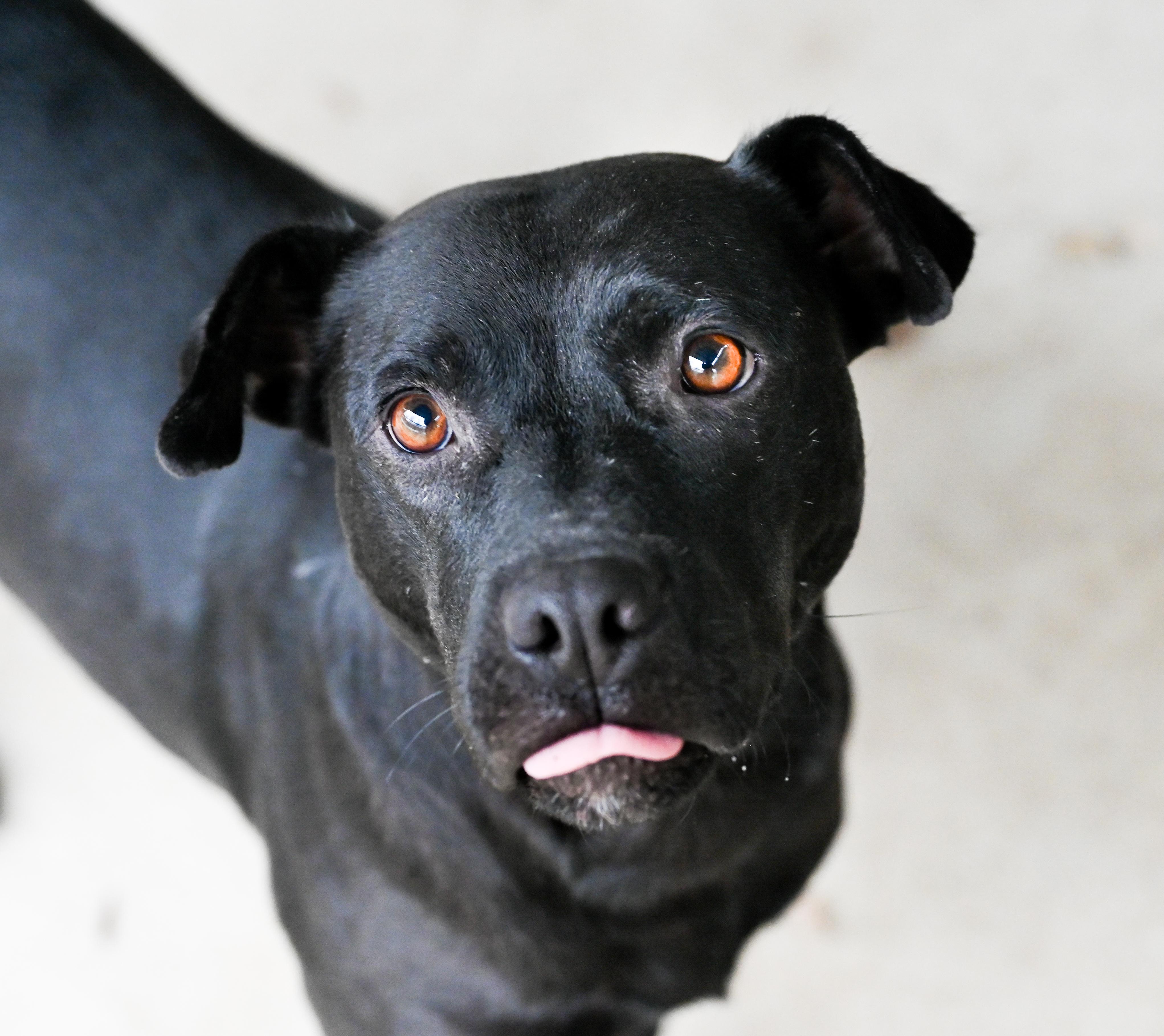 Enlarge Georgie girl, a ADOPTABLE mixed breed in Chattanooga, TN image 5/5