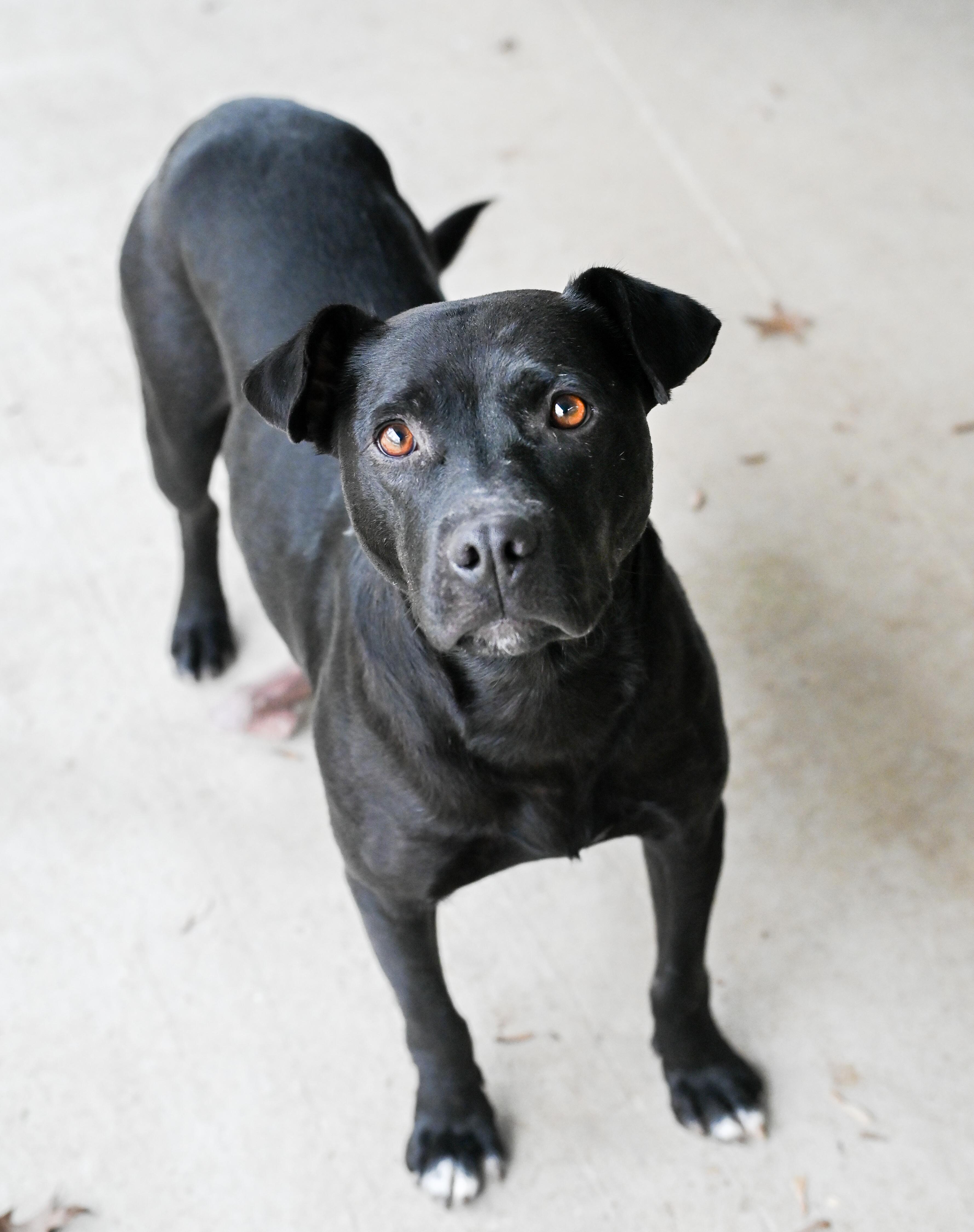 Enlarge Georgie girl, a ADOPTABLE mixed breed in Chattanooga, TN image 4/5
