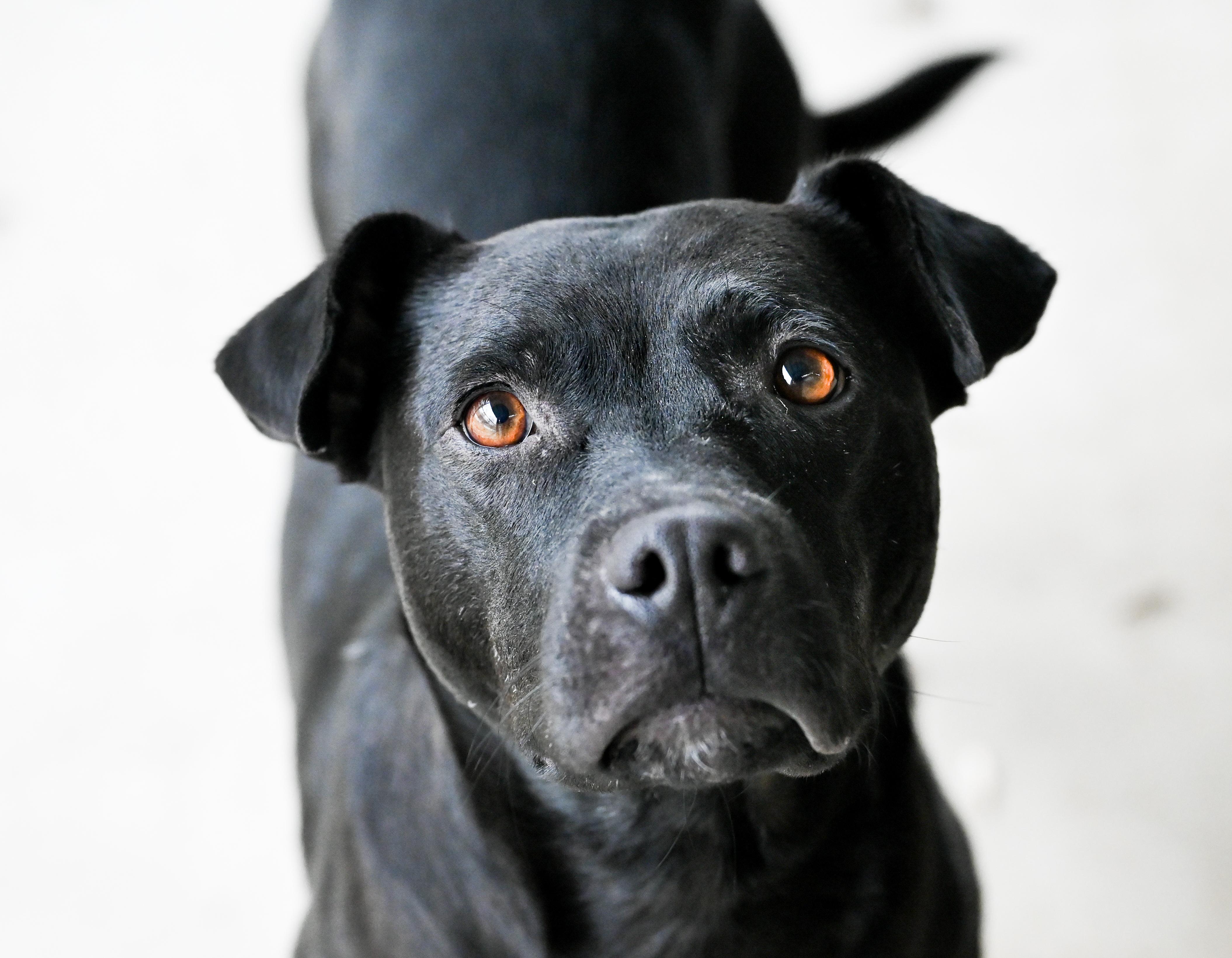 Georgie girl, ADOPTABLE, Young Female Pit Bull Terrier & Terrier.