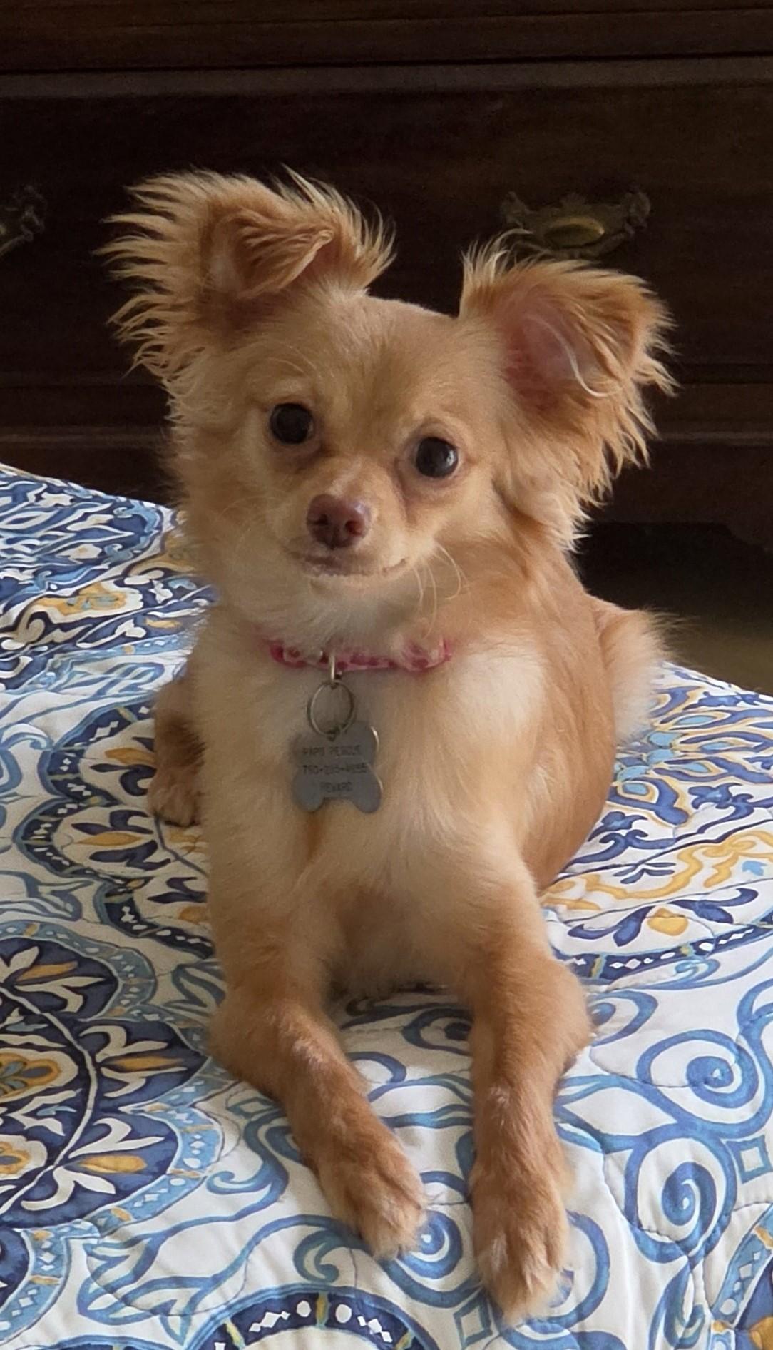Sunny, Adoptable, Puppy Female Papillon & Chihuahua.