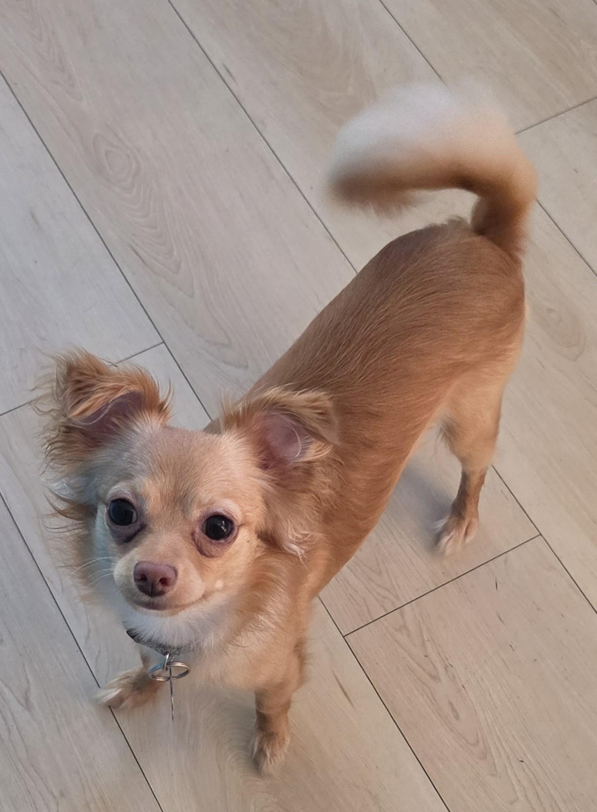 Enlarge Sunny, a Adoptable mixed breed in Vista, CA image 2/4