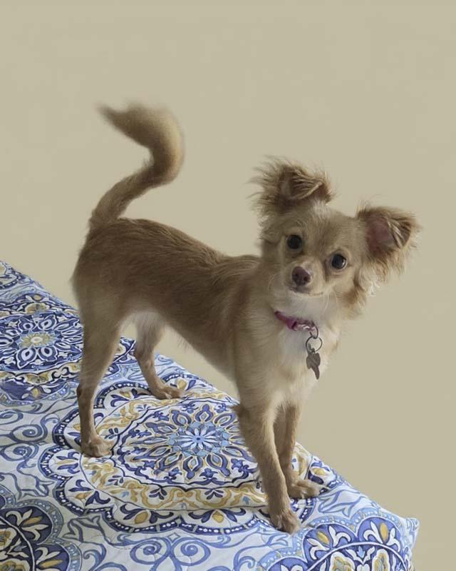 Enlarge Sunny, a Adoptable mixed breed in Vista, CA image 3/4