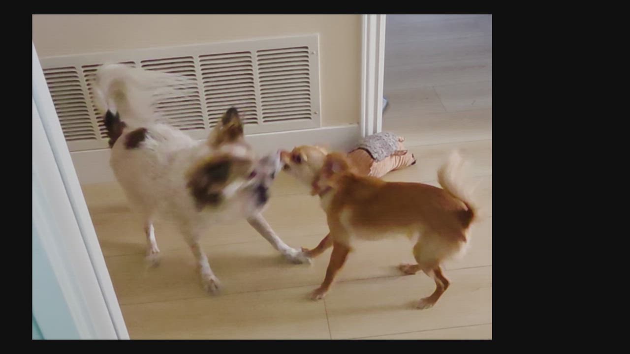 Enlarge Sunny, a Adoptable mixed breed in Vista, CA video 4/4