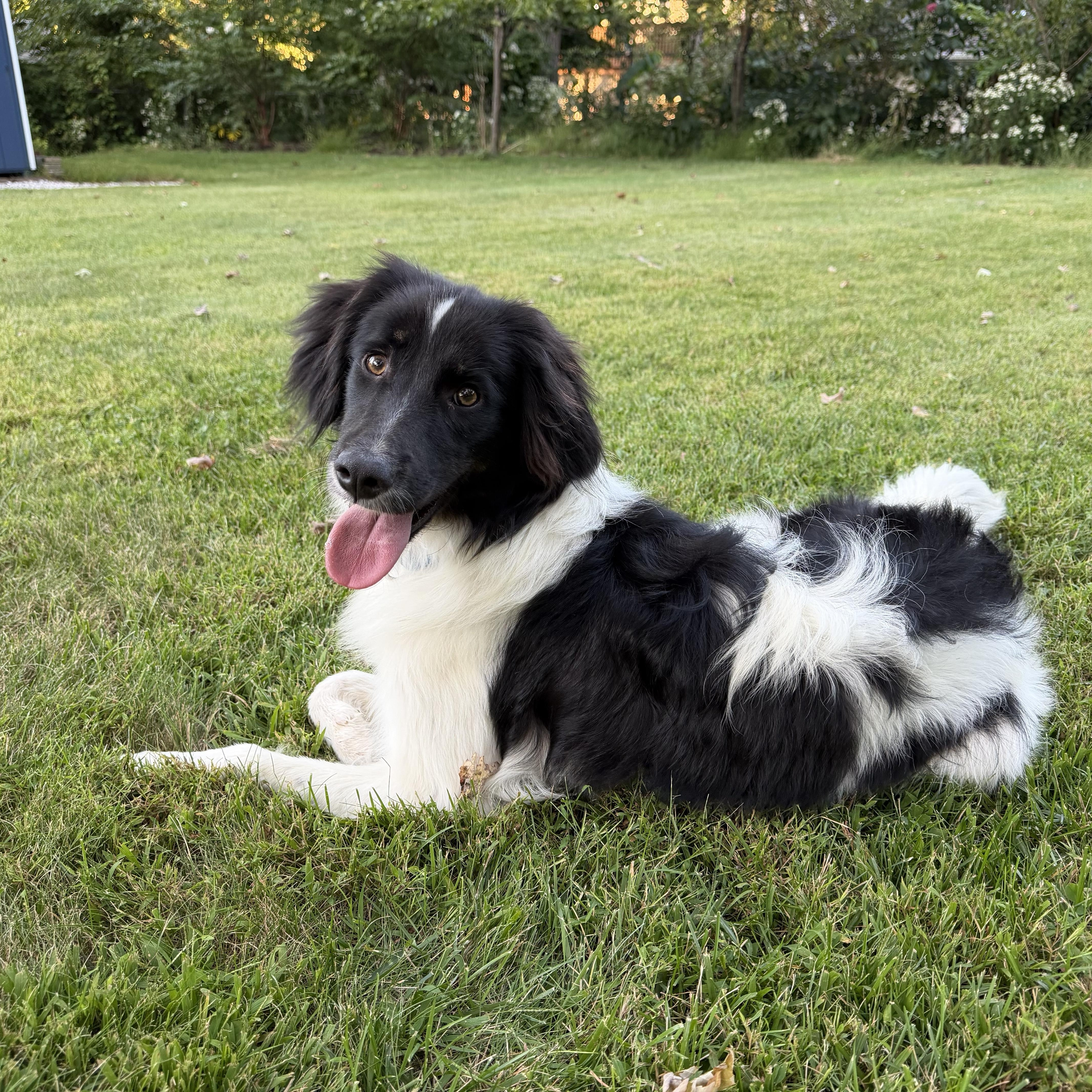 Enlarge Mishka, a Adopted mixed breed in Morristown, NJ image 6/6