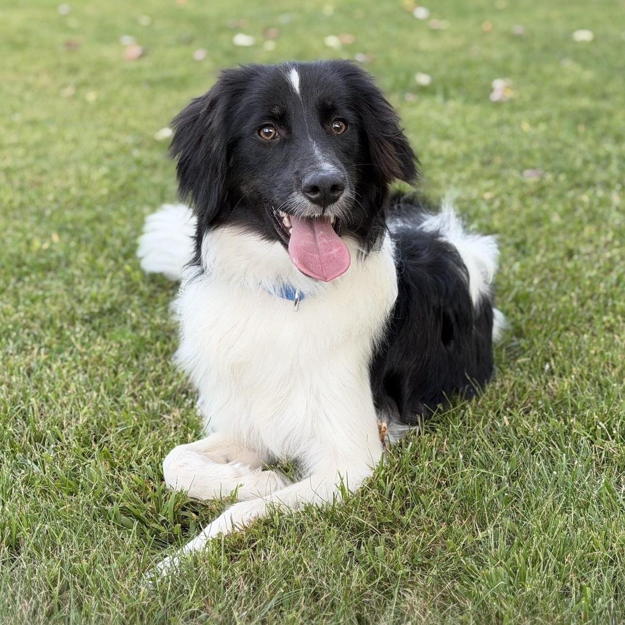 Enlarge Mishka, a Adopted mixed breed in Morristown, NJ image 1/6