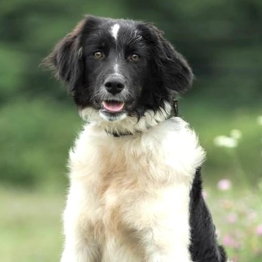 Enlarge Mishka, a Adopted mixed breed in Morristown, NJ image 4/6