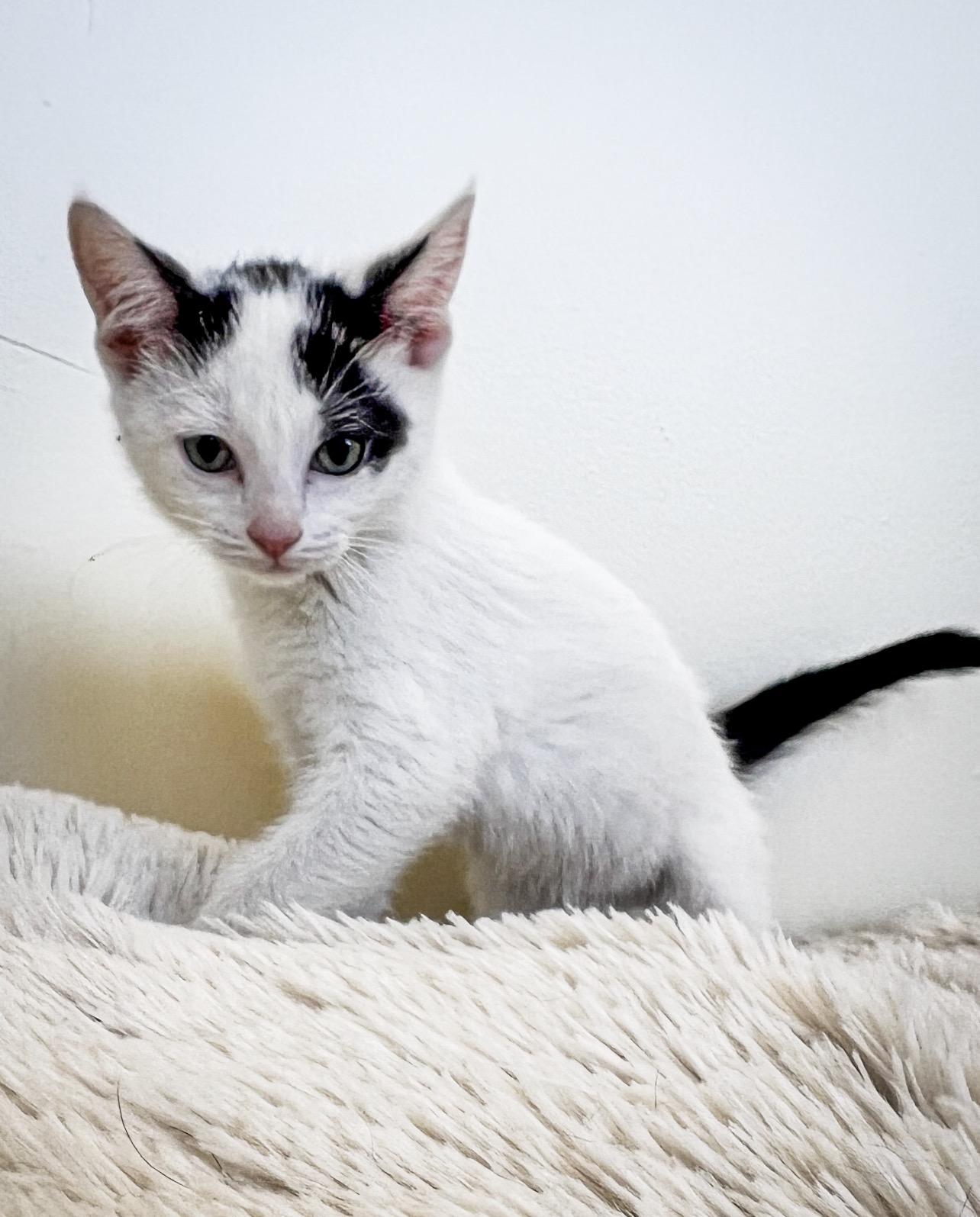 Jan, Adoptable, Kitten Female Domestic Short Hair.