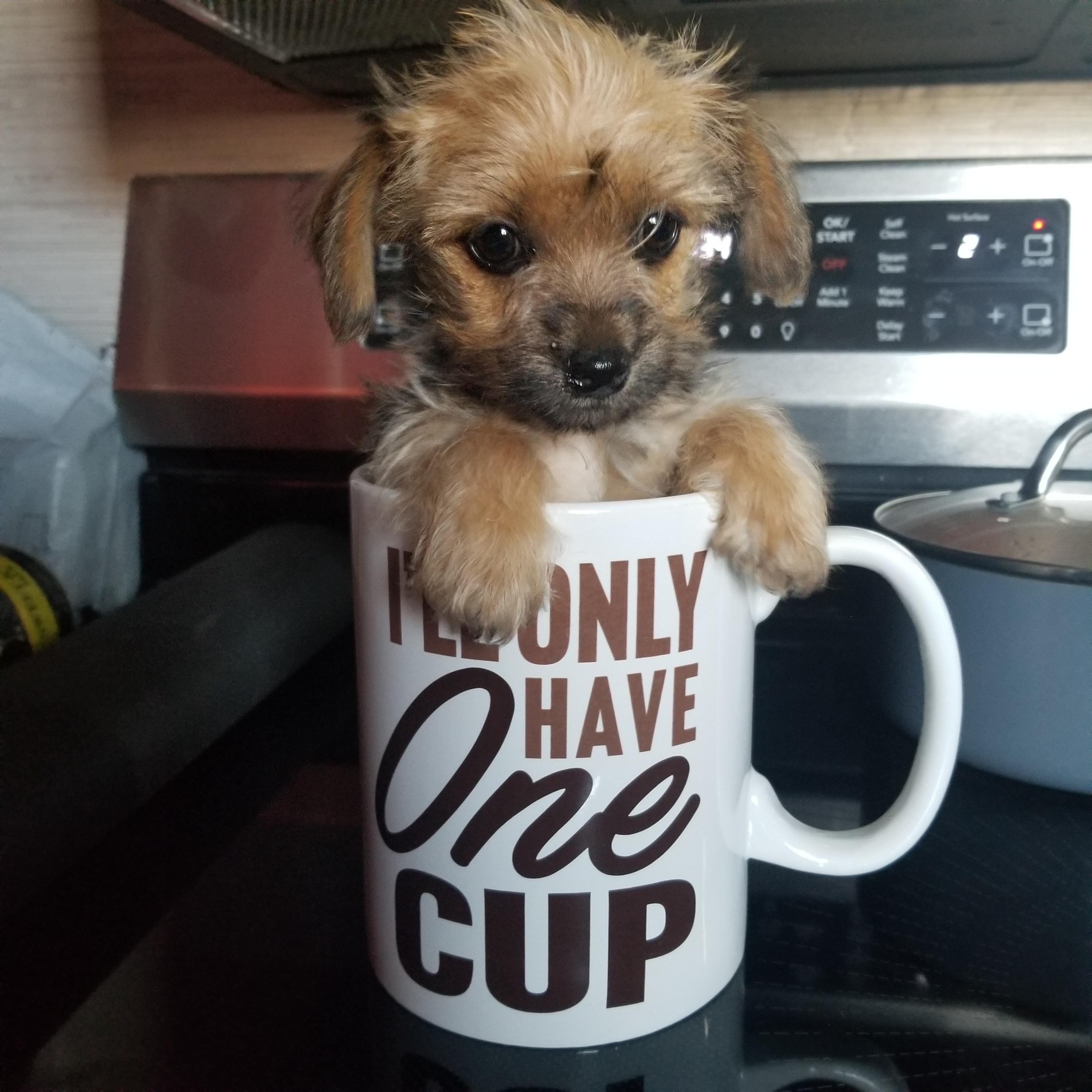 Jessica, a Adopted mixed breed in Cantua Creek, CA image 1/4