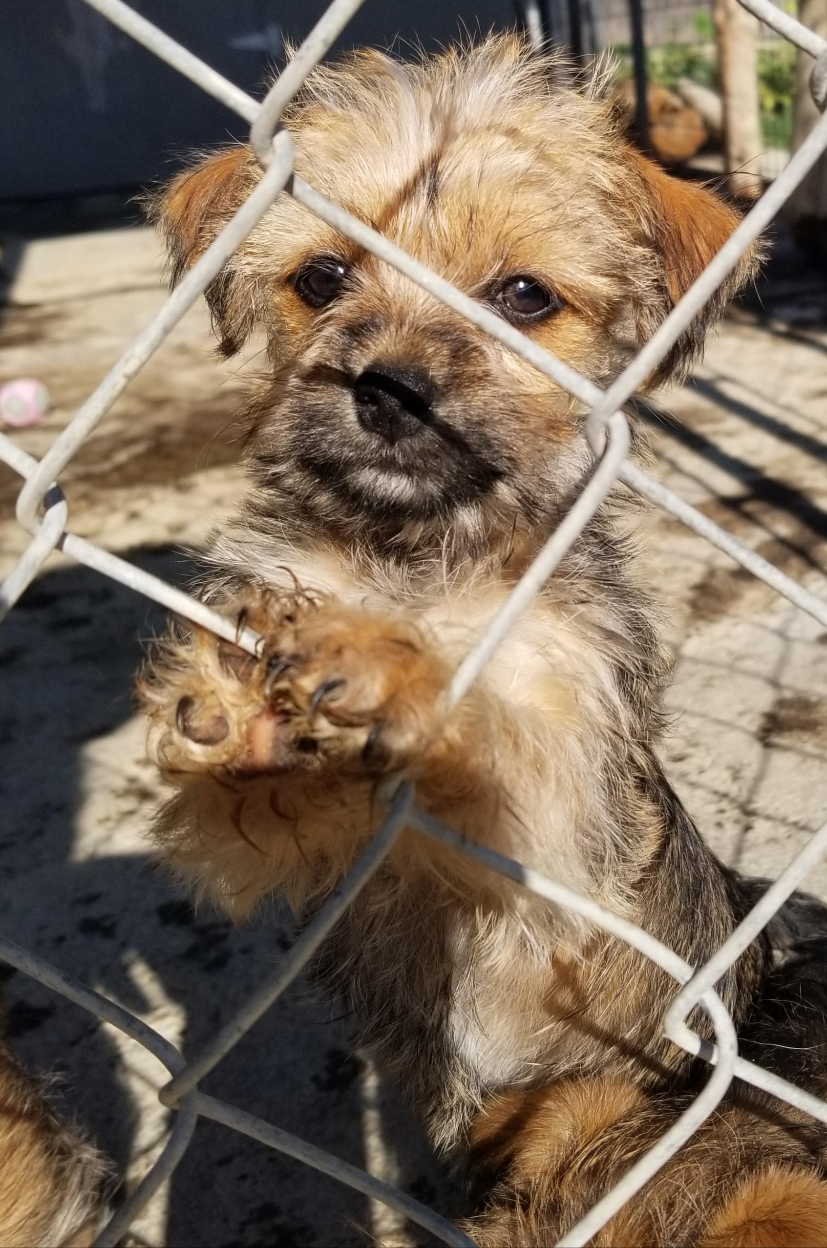 Jessica, Adopted, Puppy Female Yorkshire Terrier.
