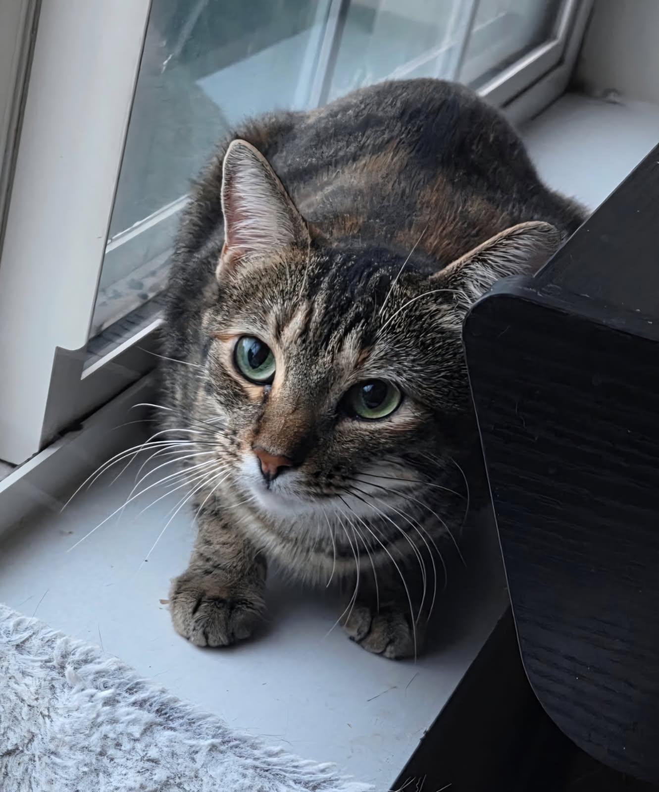 Dolli, Adoptable, Kitten Female Domestic Short Hair.