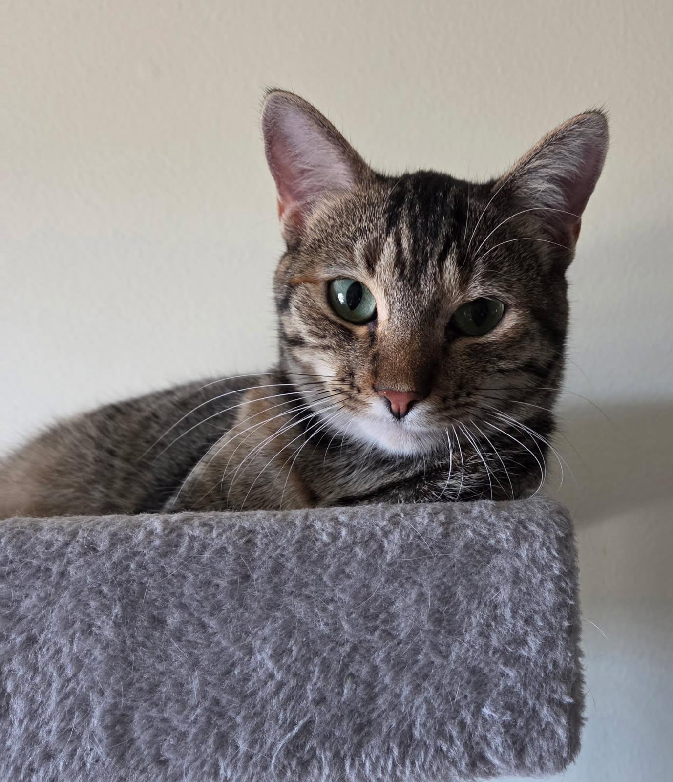 Enlarge Dolli, a Adoptable Domestic Short Hair in Sioux Falls, SD image 2/2