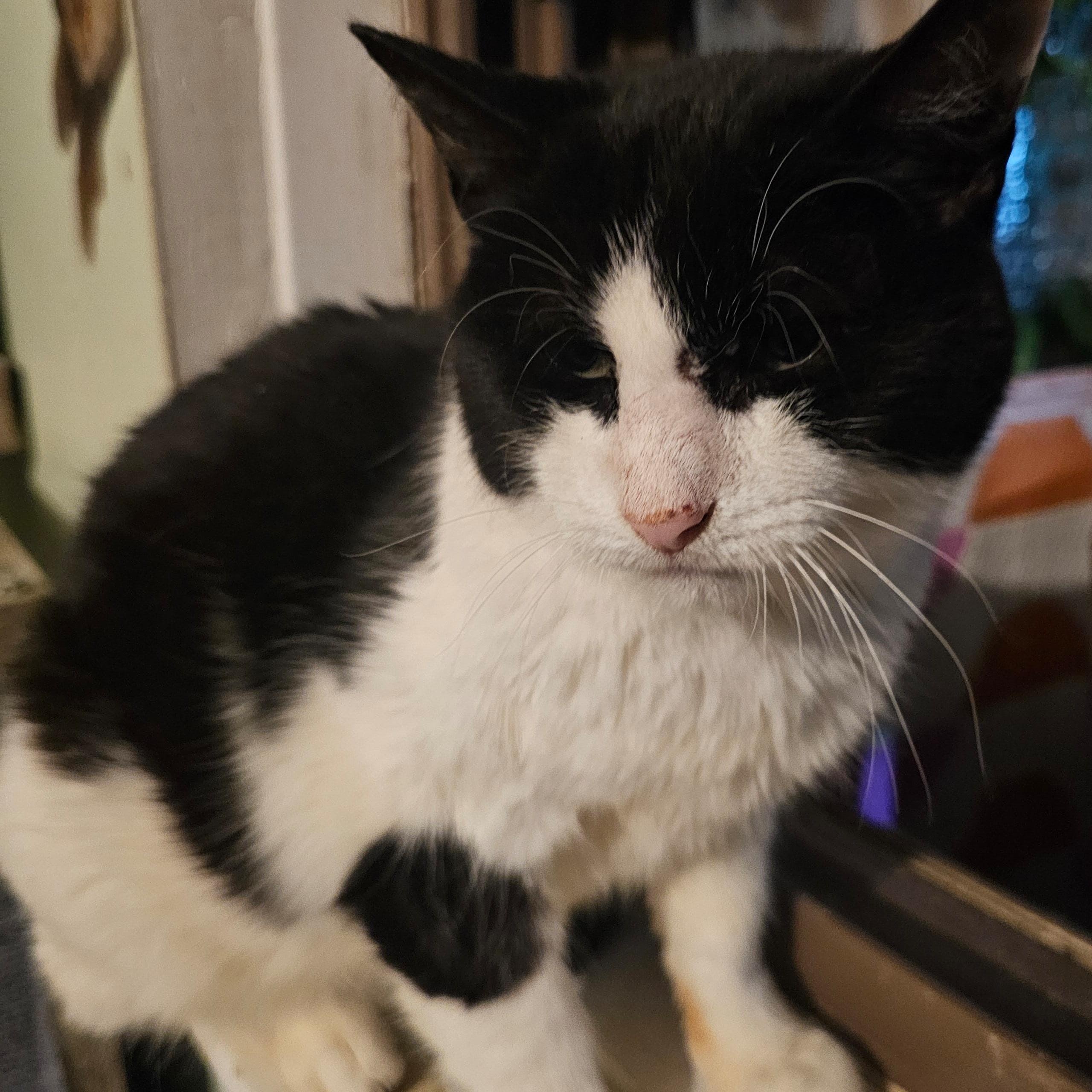 Enlarge Domino, a Adoptable Domestic Short Hair in Astoria, NY image 5/5