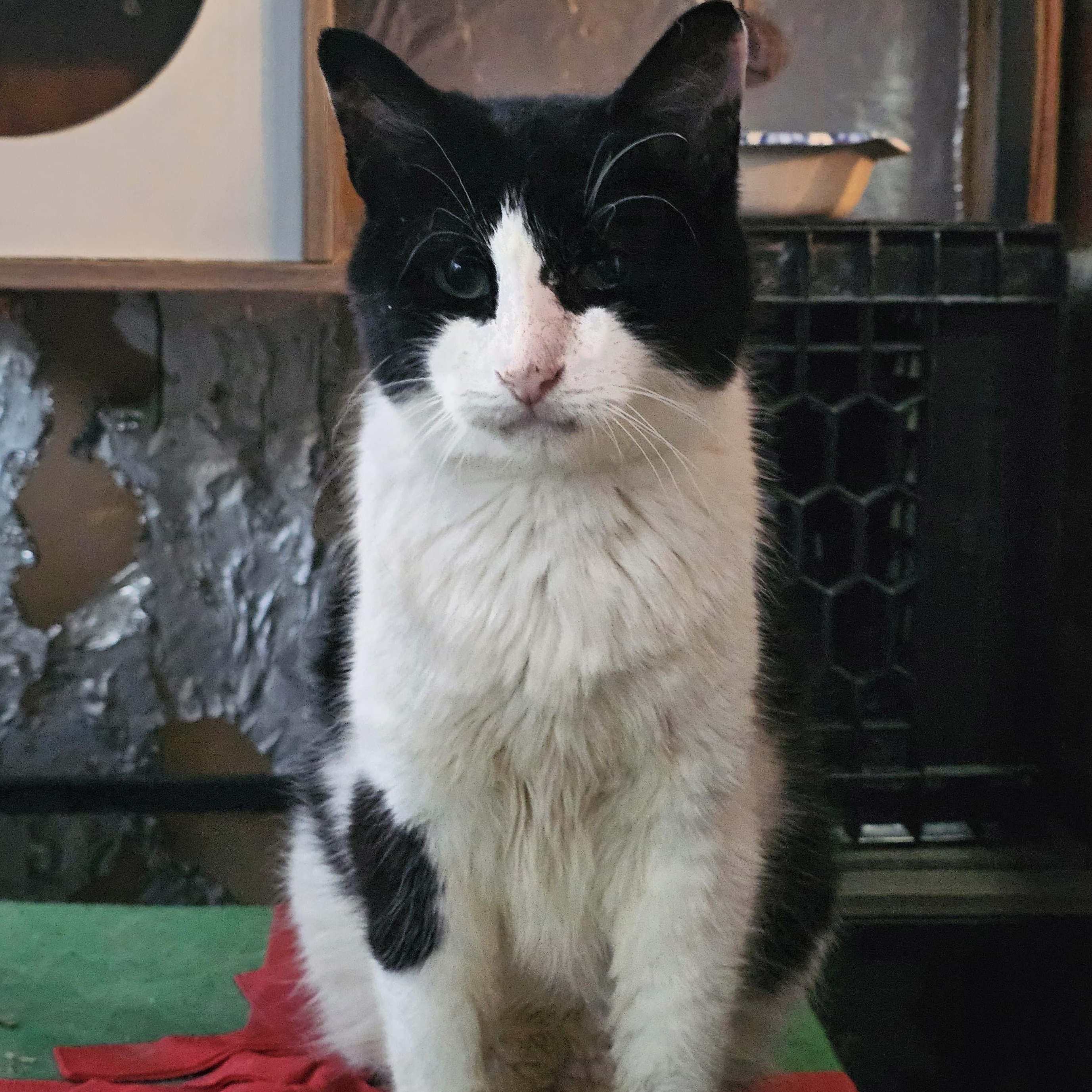 Domino, Adoptable, Senior Male Domestic Short Hair.