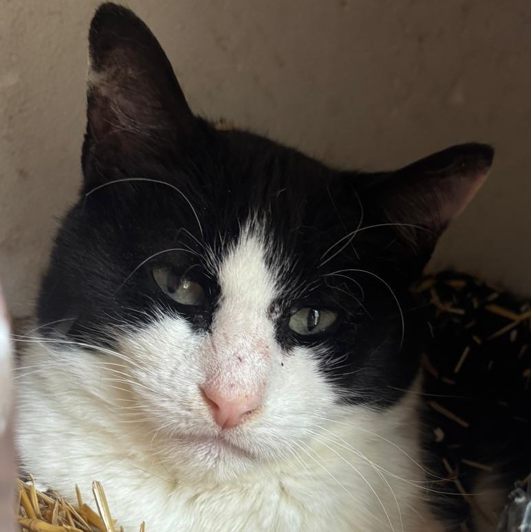 Enlarge Domino, a Adoptable Domestic Short Hair in Astoria, NY image 3/5