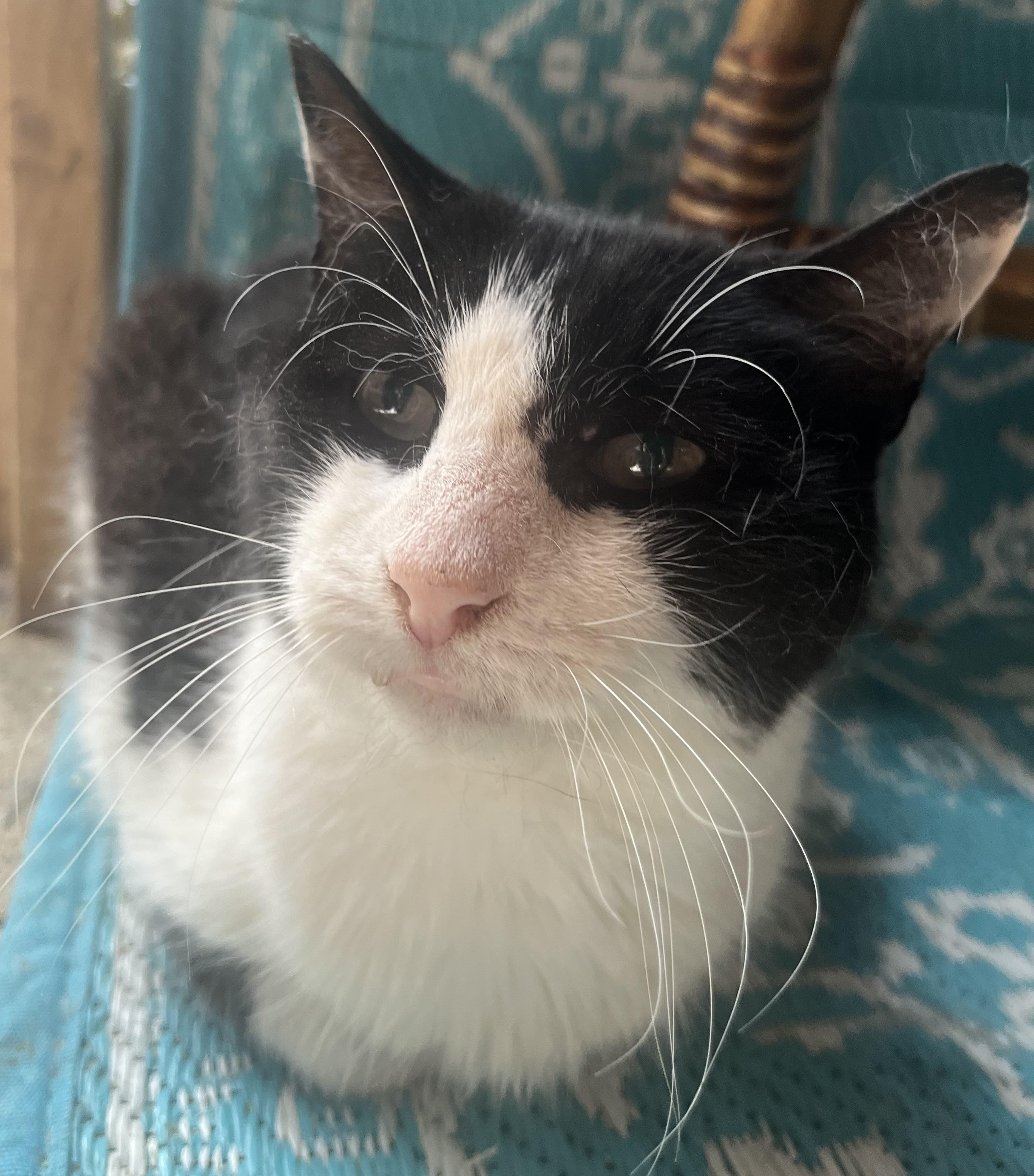 Enlarge Domino, a Adoptable Domestic Short Hair in Astoria, NY image 2/5