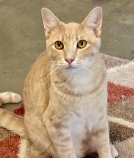 Riley, Adoptable, Adult Male Domestic Short Hair.
