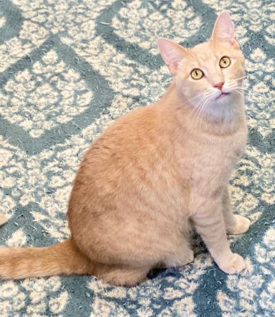 Enlarge Riley, a Adoptable mixed breed in Bartlesville, OK image 3/5