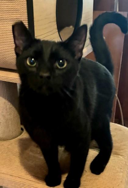 Kenja, Adoptable, Young Male Domestic Short Hair & Domestic Short Hair.