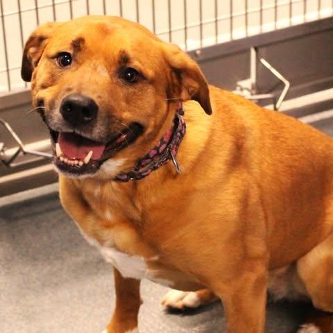 Enlarge 26-00375 EEVEE , a ADOPTABLE mixed breed in Fredericksburg, VA image 2/2