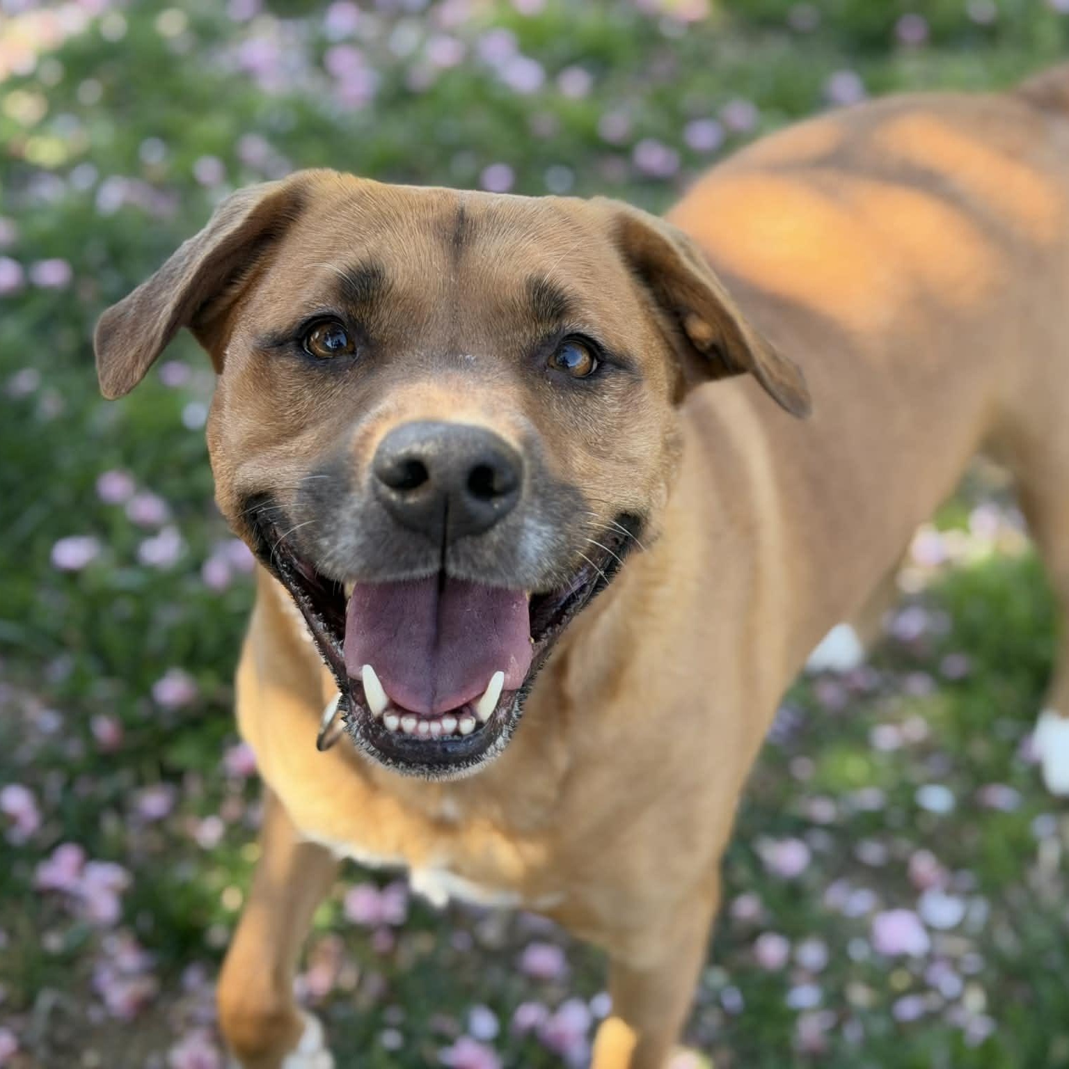 26-00375 EEVEE , ADOPTABLE, Adult Female Labrador Retriever.