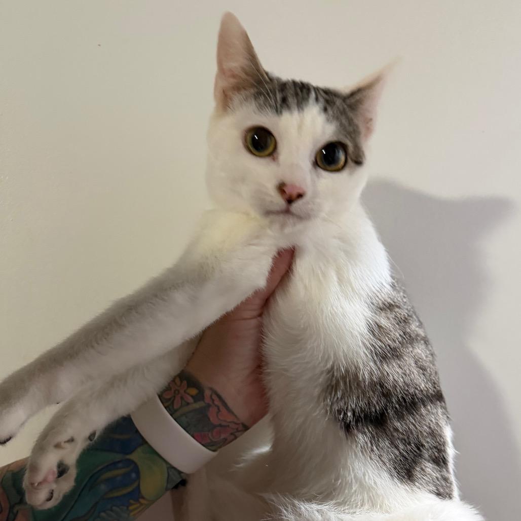 Eliza, Adoptable, Young Female Domestic Short Hair.