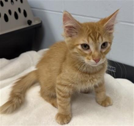 BRONX, Adoptable, Kitten Male Domestic Medium Hair.