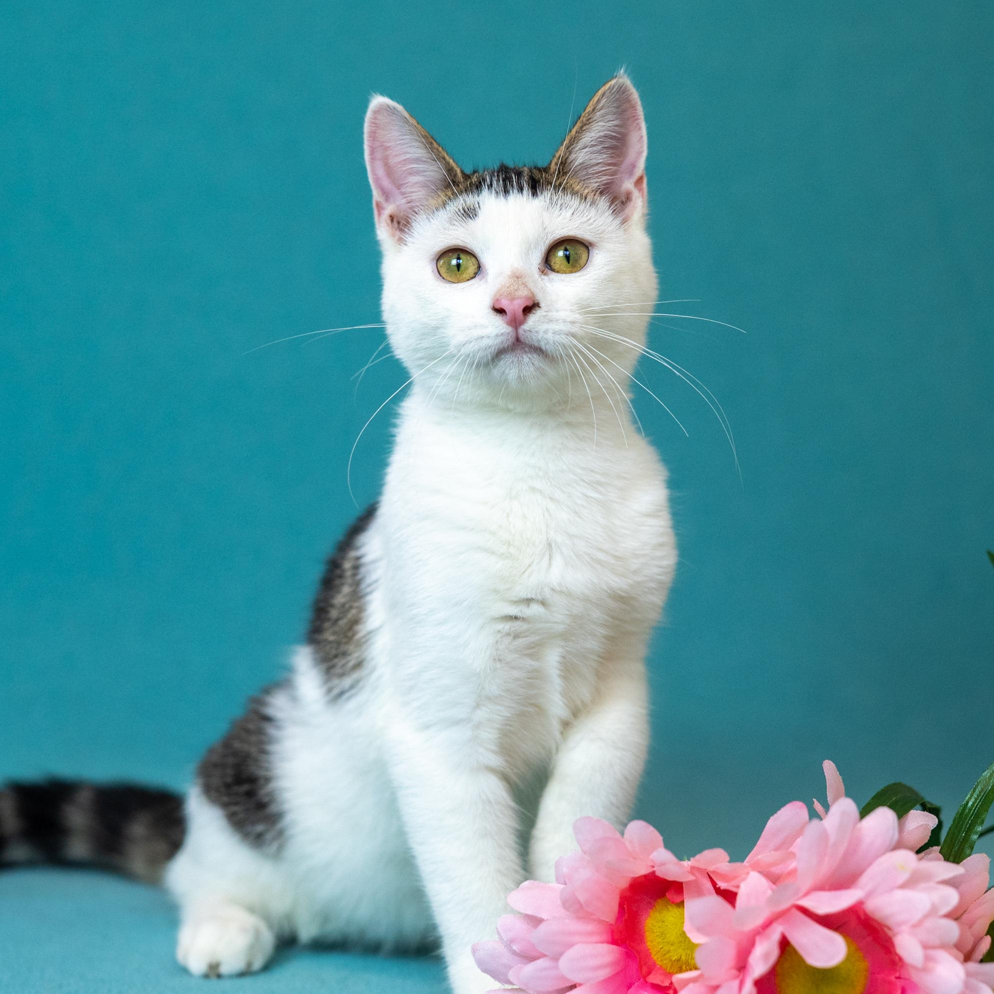 Enlarge Rune, a Adoptable Domestic Short Hair in Mastic beach, NY image 1/5