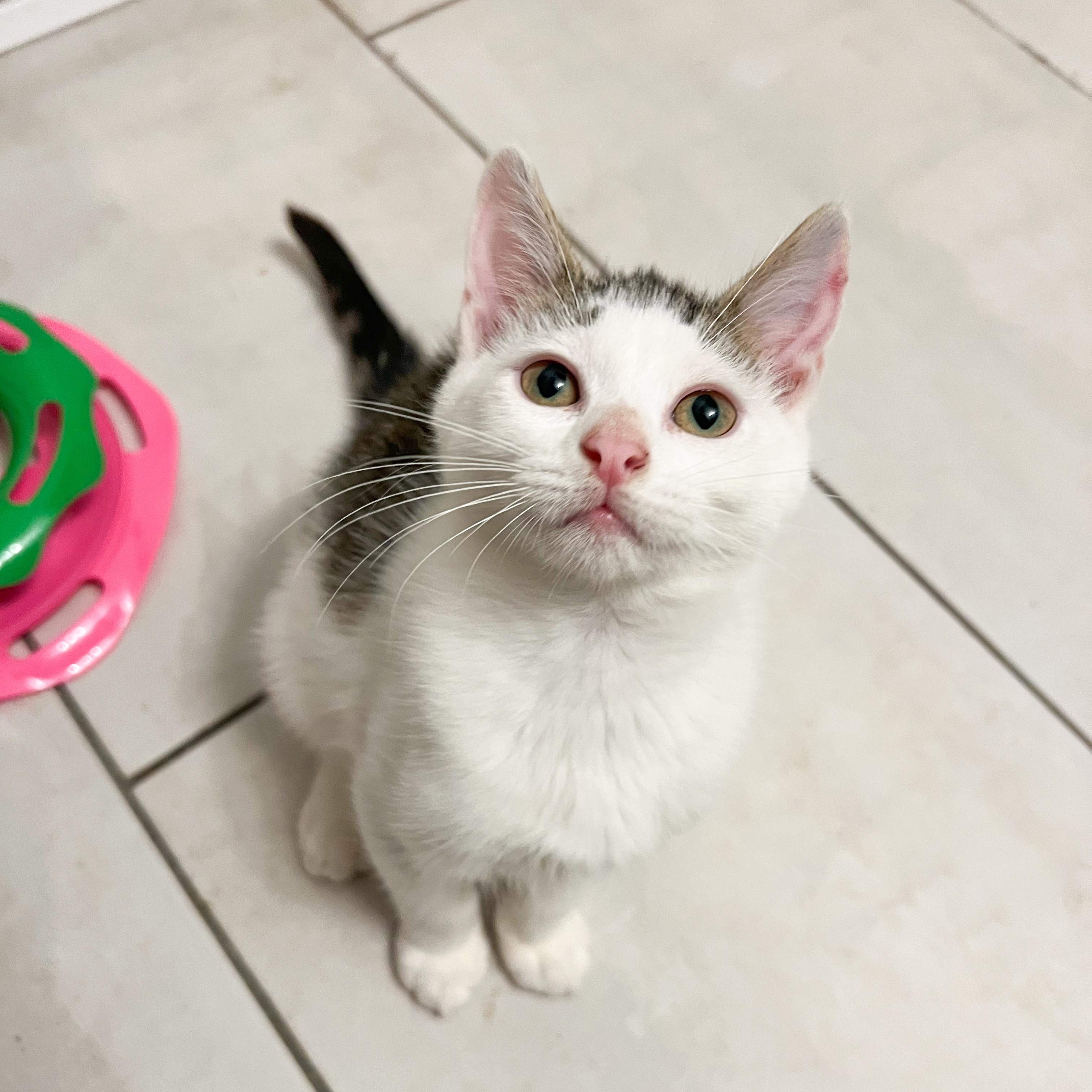 Enlarge Rune, a Adoptable Domestic Short Hair in Mastic beach, NY image 5/5