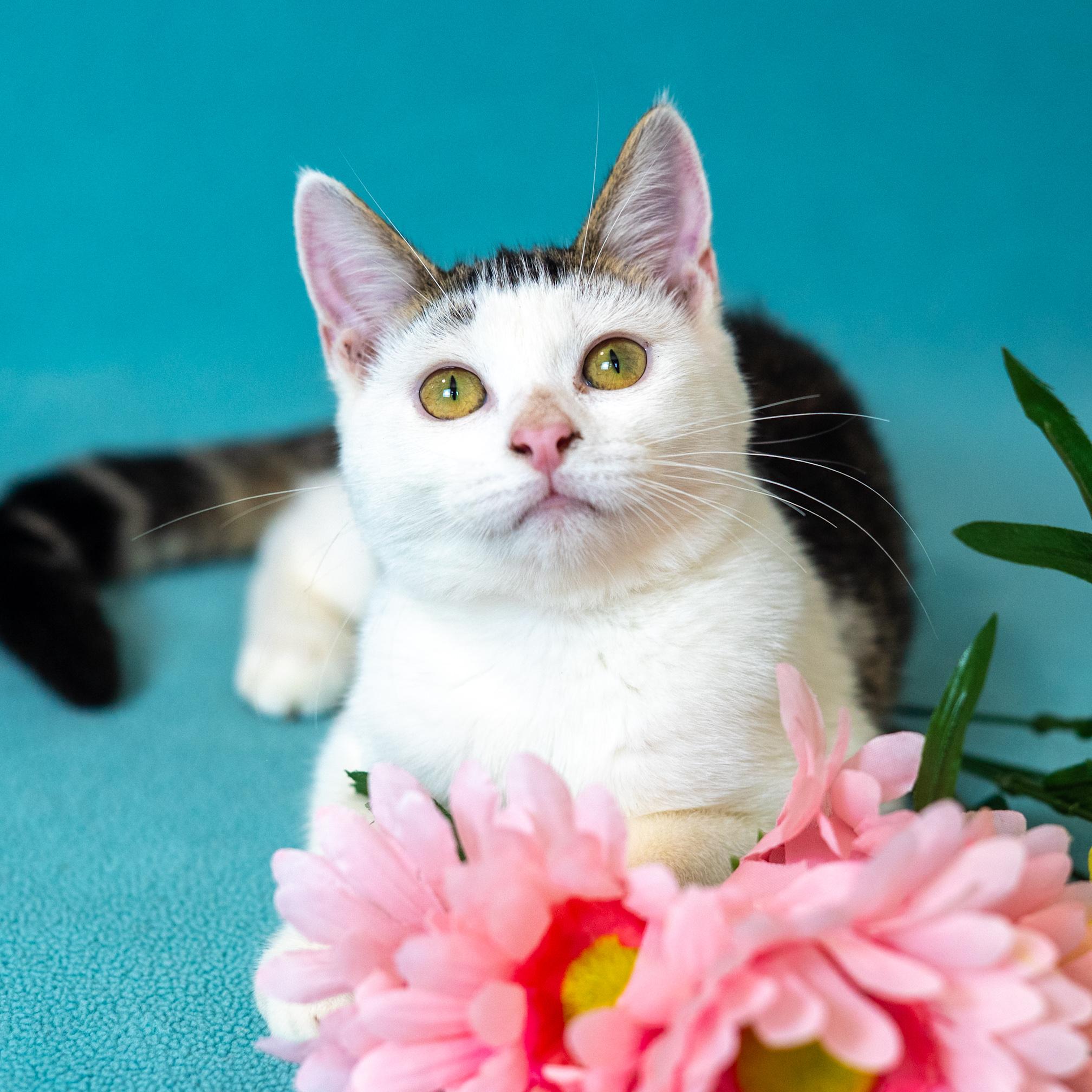 Enlarge Rune, a Adoptable Domestic Short Hair in Mastic beach, NY image 3/5