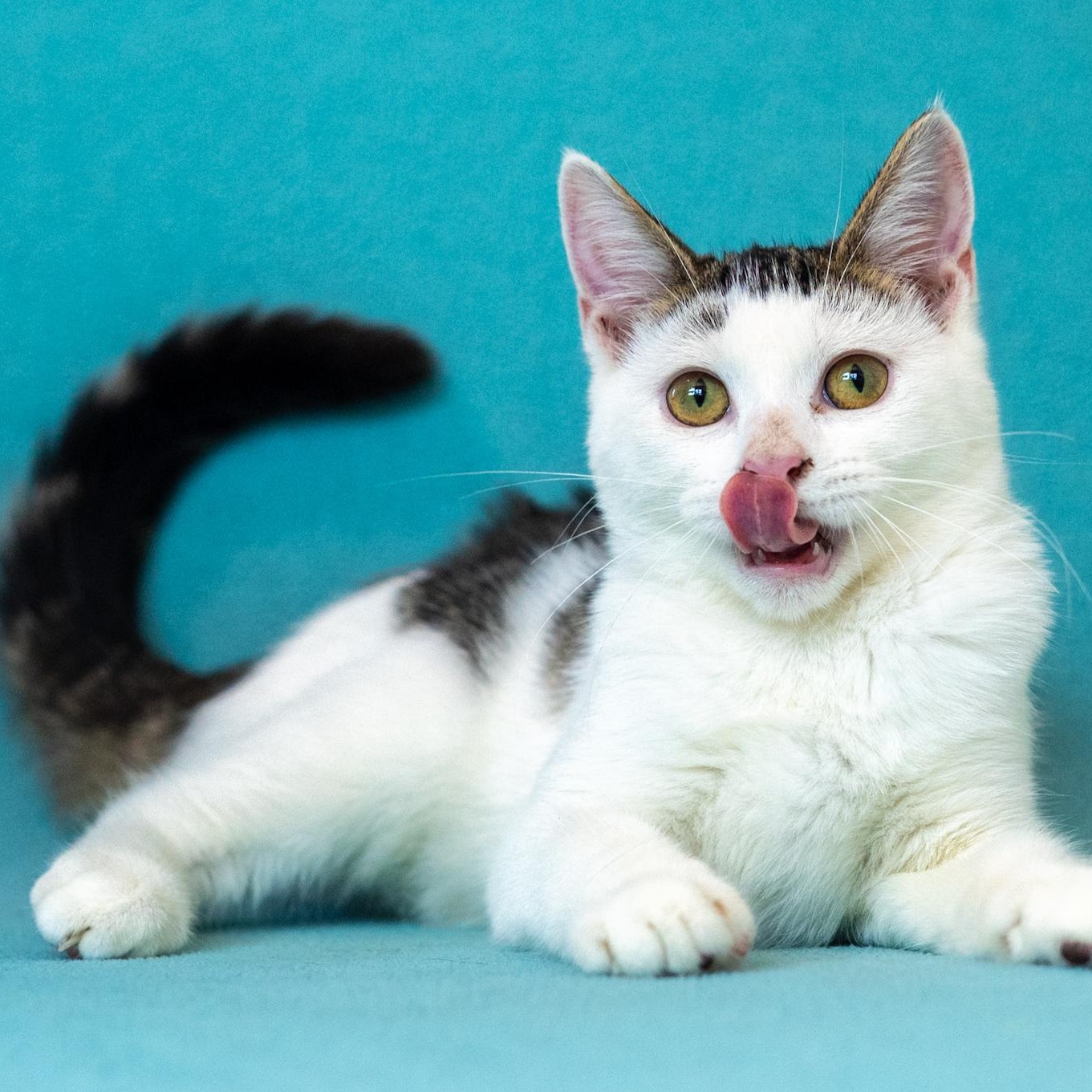 Enlarge Rune, a Adoptable Domestic Short Hair in Mastic beach, NY image 2/5