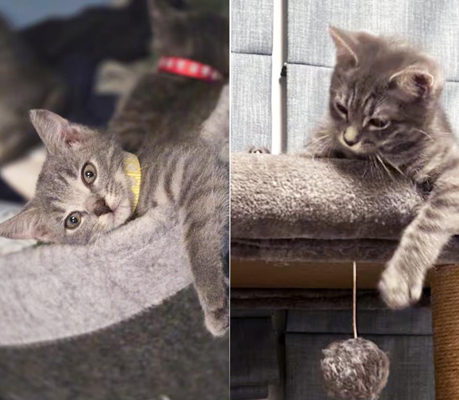 Lilo & Stitch, adopted, Young Male Tabby.