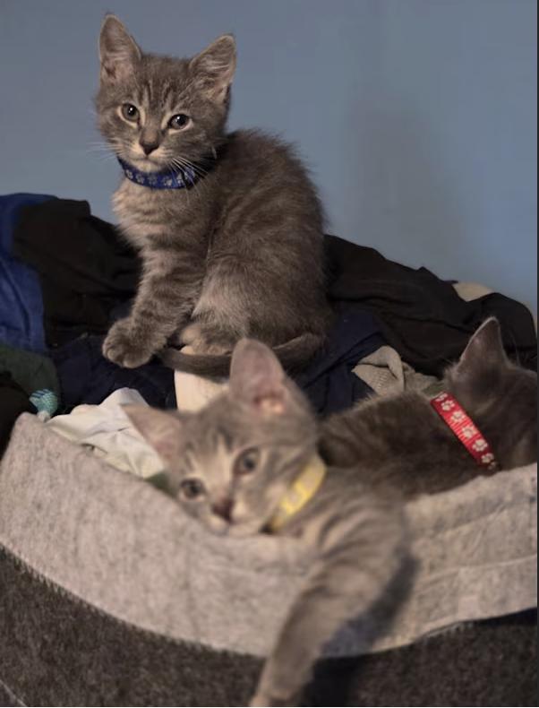 Enlarge Lilo & Stitch, an adopted Tabby in Bloomfield, NJ image 3/3