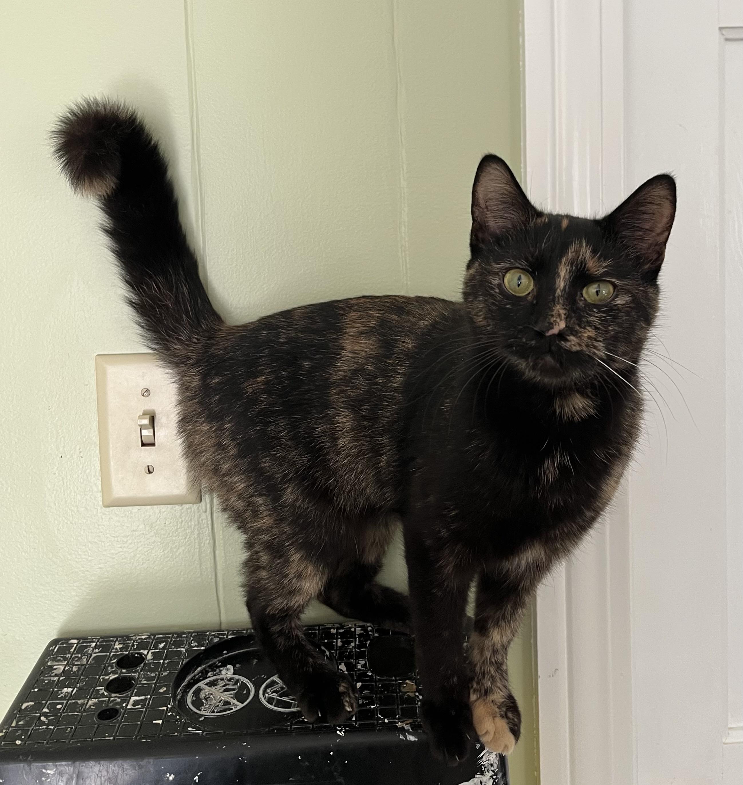 Penny, ADOPTABLE, Young Female Tortoiseshell.