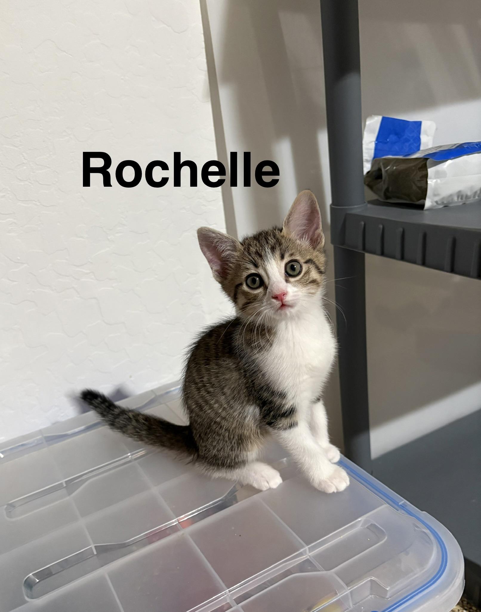 Rochelle, Adoptable, Kitten Female Tabby.