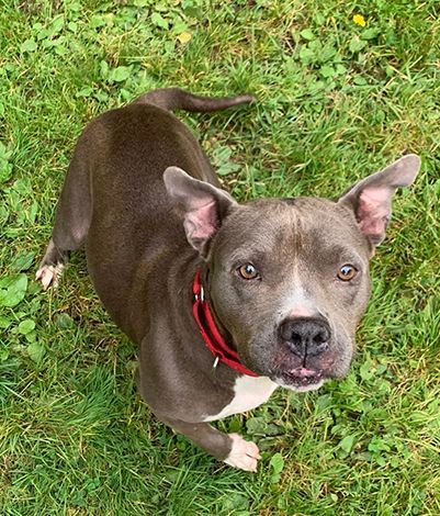 Jewel, a Adoptable American Staffordshire Terrier in Stanstead, QC image 1/6
