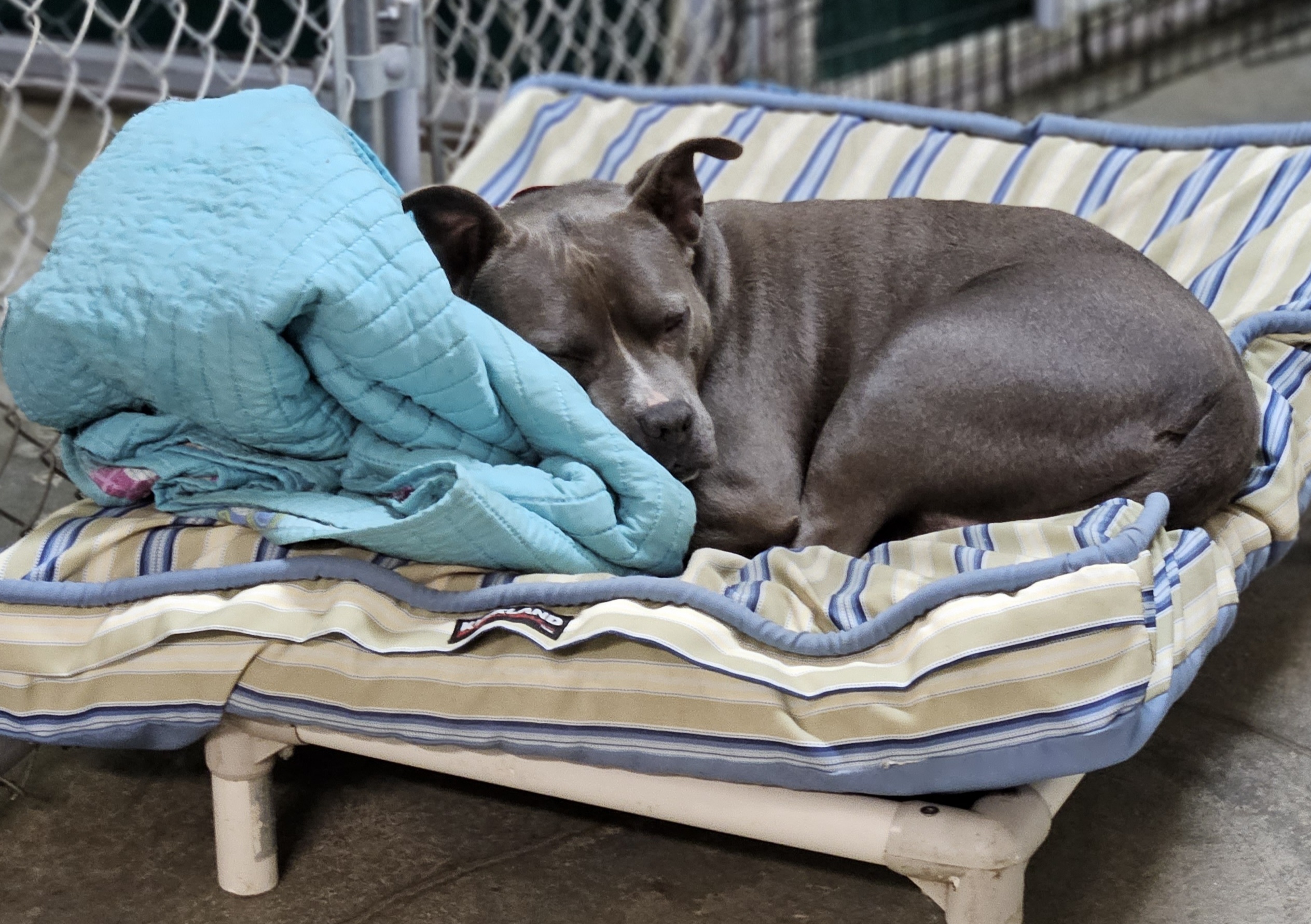 Jewel, a Adoptable American Staffordshire Terrier in Stanstead, QC image 3/6