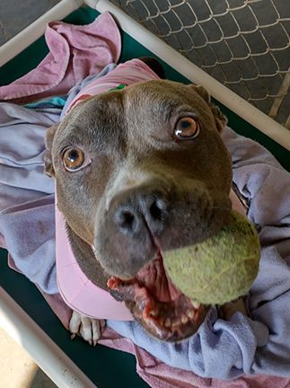 Jewel, a Adoptable American Staffordshire Terrier in Stanstead, QC image 2/6