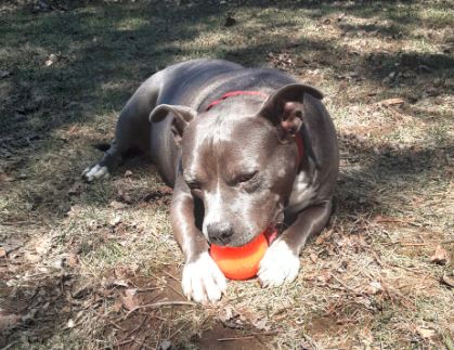 Jewel, a Adoptable American Staffordshire Terrier in Stanstead, QC image 5/6