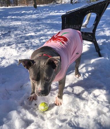 Jewel, a Adoptable American Staffordshire Terrier in Stanstead, QC image 4/6
