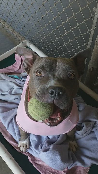 Enlarge Jewel, a Adoptable American Staffordshire Terrier in Stanstead, QC video 6/6
