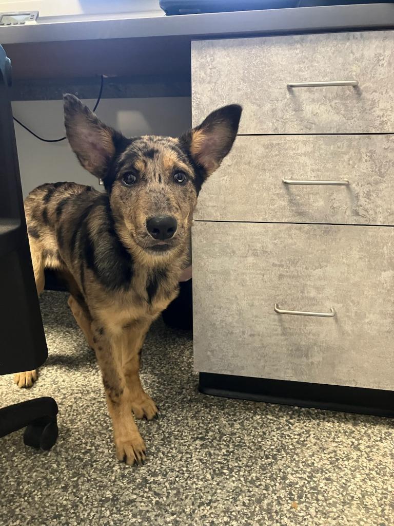 Whistler, Adoptable, Puppy Female Australian Shepherd & Australian Cattle Dog / Blue Heeler.
