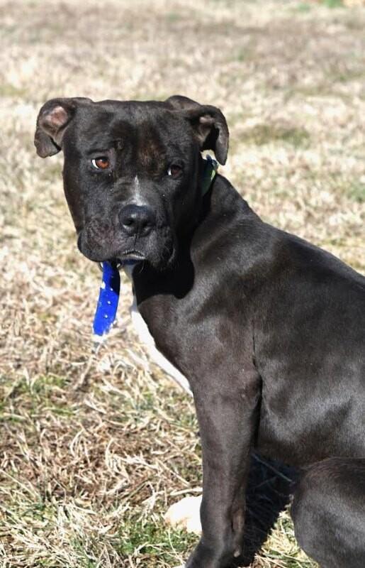 Enlarge Koa, a Adoptable mixed breed in Maryville, TN image 1/6