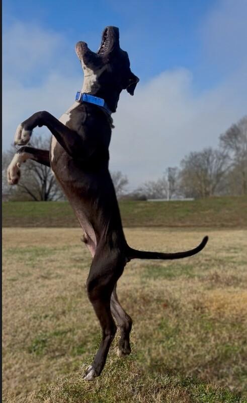 Koa, Adoptable, Young Male Staffordshire Bull Terrier & American Staffordshire Terrier.