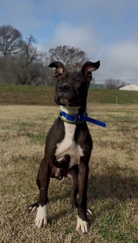 Enlarge Koa, a Adoptable mixed breed in Maryville, TN image 2/3